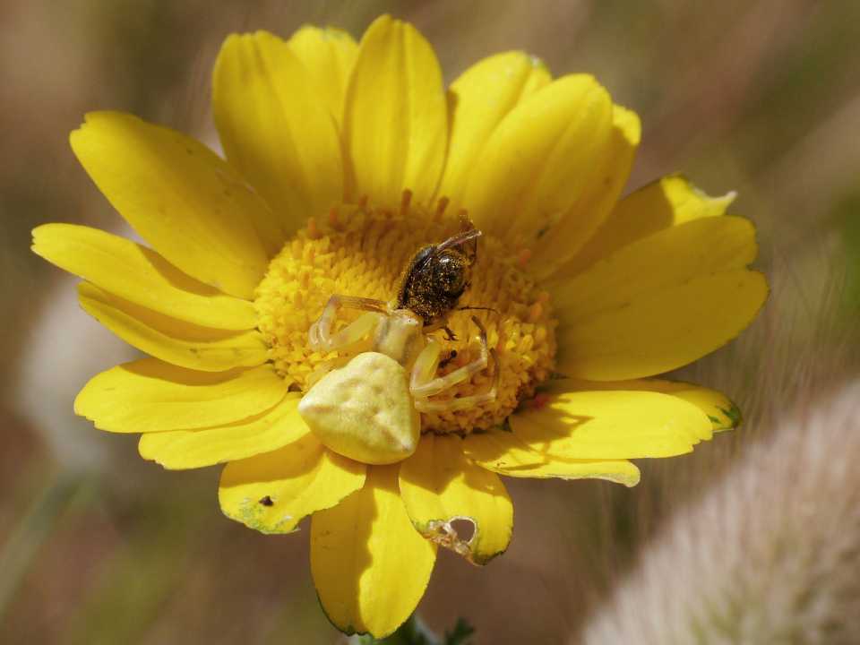 Paratriodonta romana (Melolonthidae)